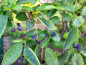 Preview: Amelanchier lamarckii - (Felsenbirne),